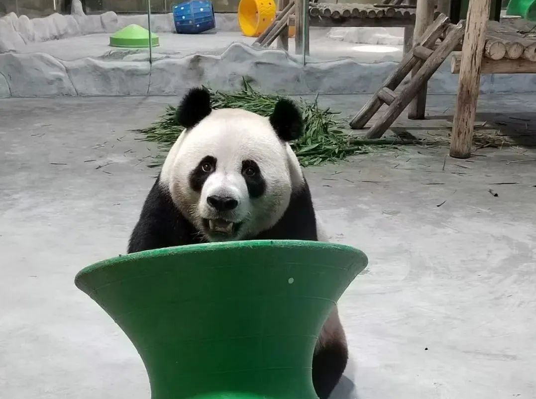 所有郑州人免费了！永利皇宫官网观光车带你嗨玩竹海野生动物园！